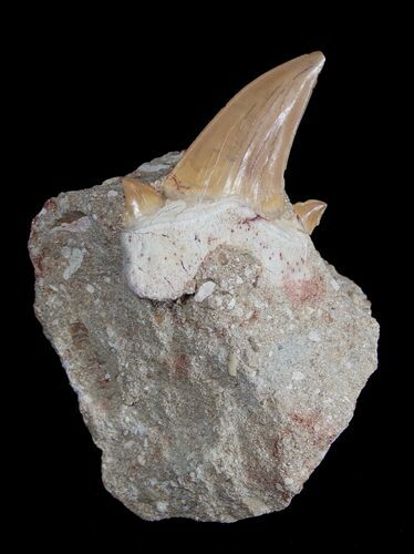 Large Fossil Otodus Shark Tooth In Matrix #1719